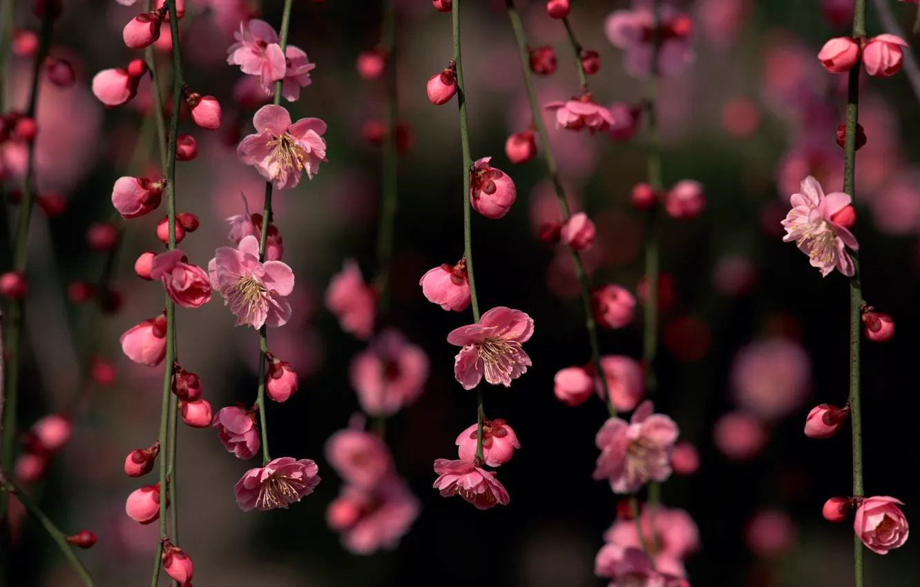 Photo wallpaper flowers, spring, Sakura