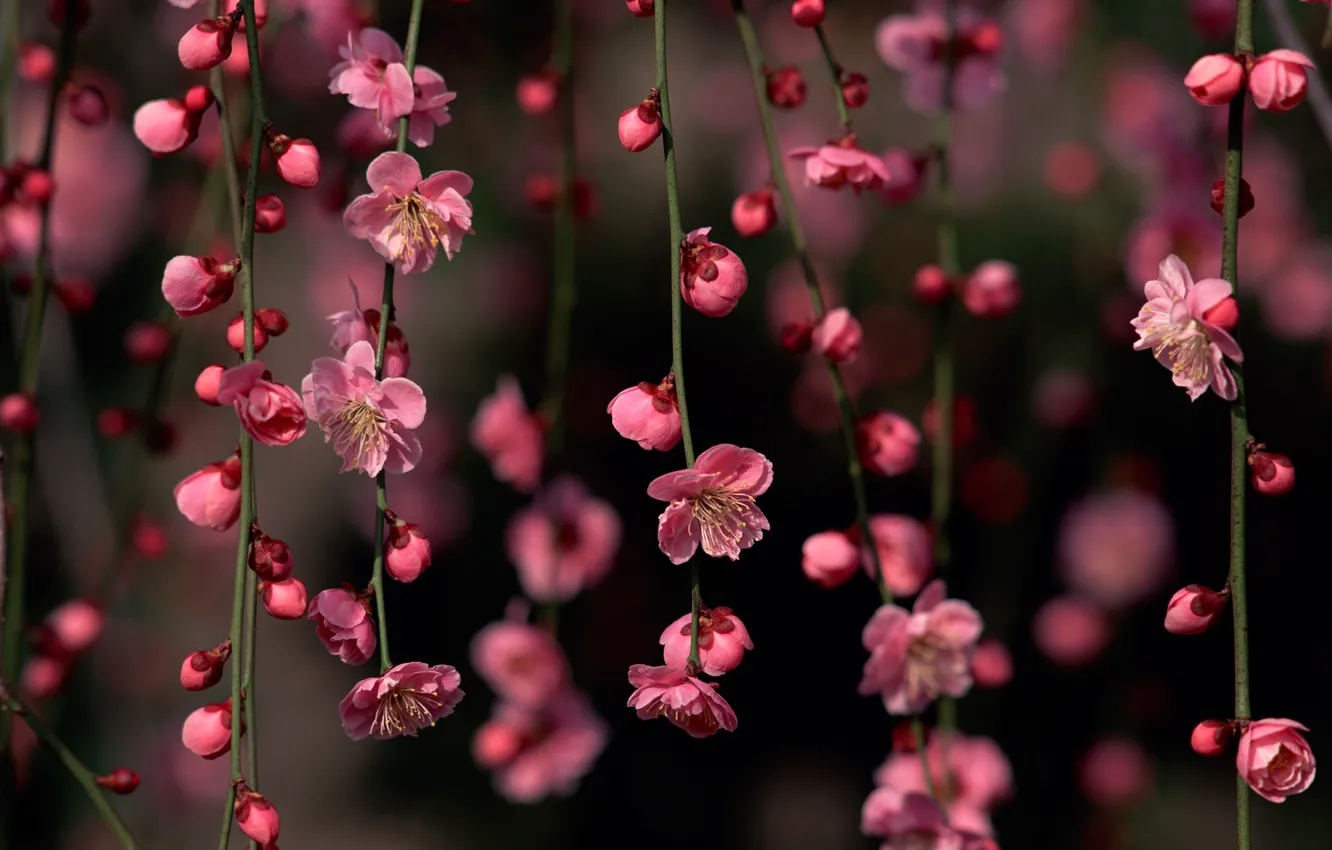 Photo wallpaper spring, Sakura, flowers