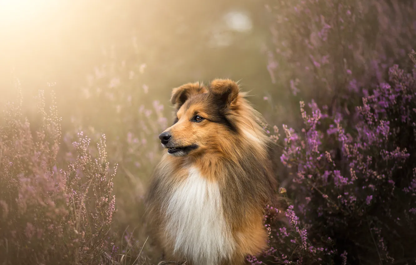 Photo wallpaper face, dog, wool, Sheltie, Heather, Shetland Sheepdog