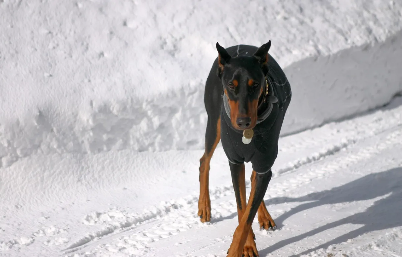 Photo wallpaper snow, shadow, ears, cross, Doberman, black color