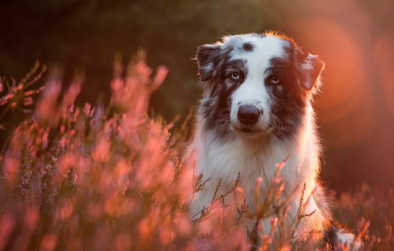 Photo wallpaper forest, white, look, face, light, flowers, nature, pose