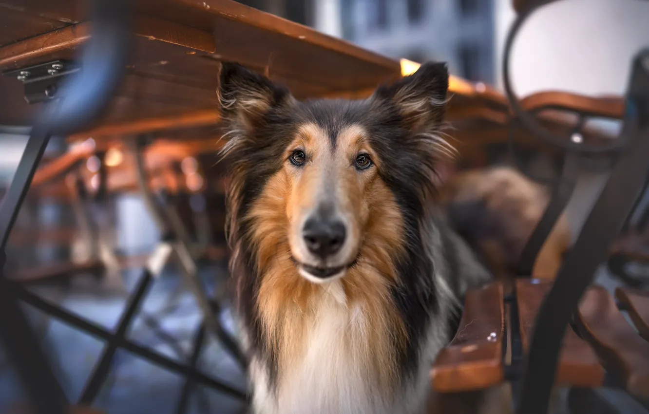 Photo wallpaper Sheltie, pose, look, collie, dog, face