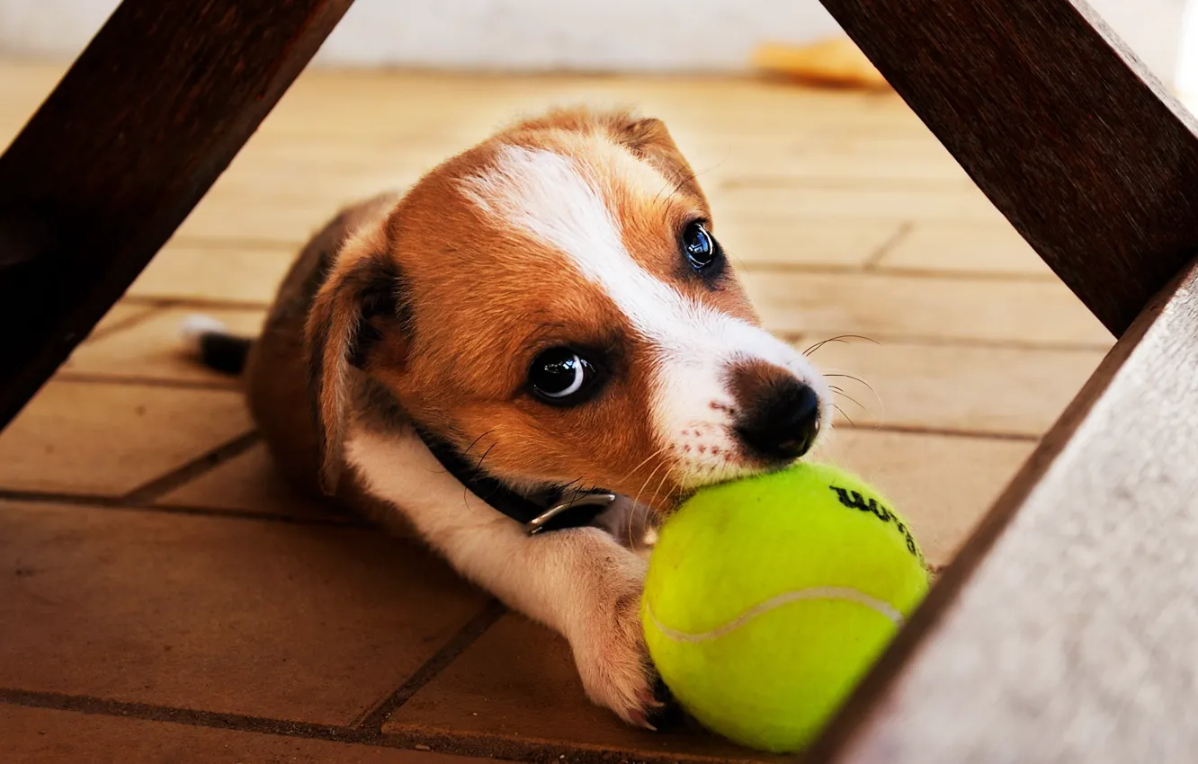 Photo wallpaper dog, puppy, ball