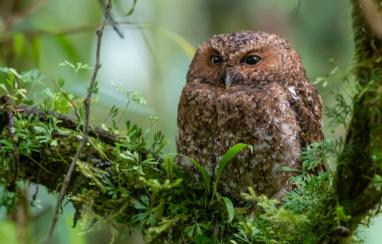 Photo wallpaper greens, owl, bird, branch, Bare - legged owl