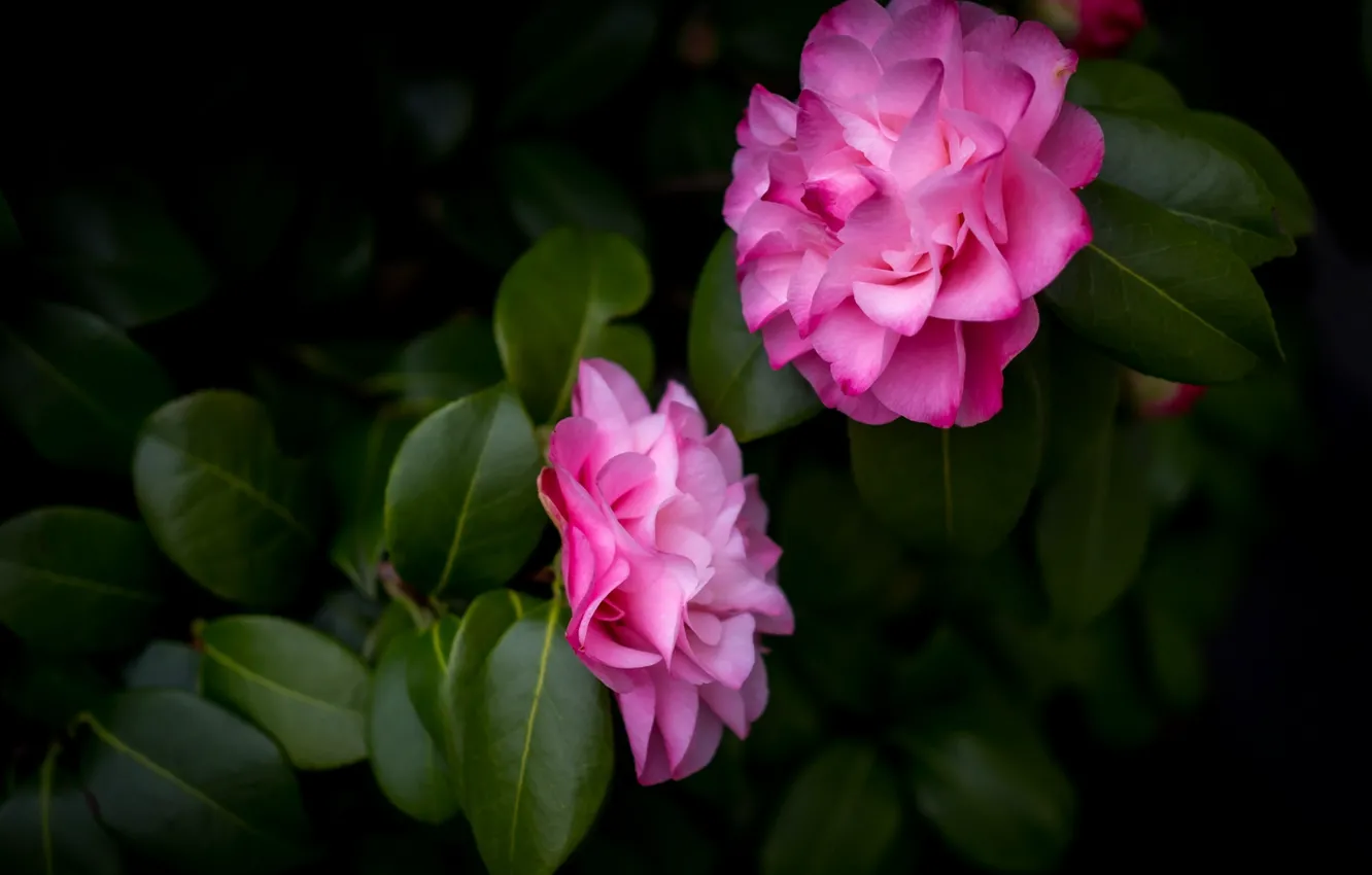 Photo wallpaper flowers, the dark background, pink, Camellia