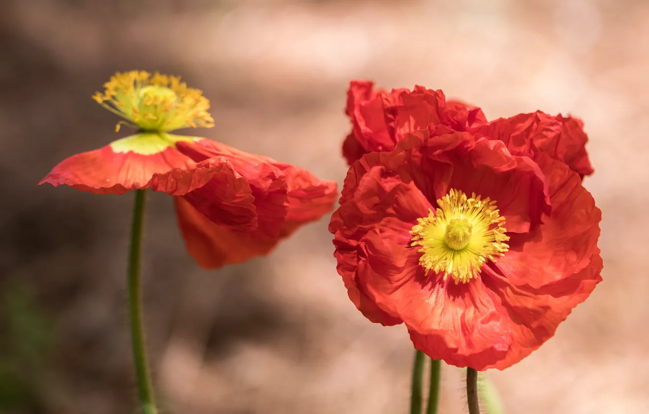 Photo wallpaper macro, flowers, red, background, Mac, Maki, petals, a couple