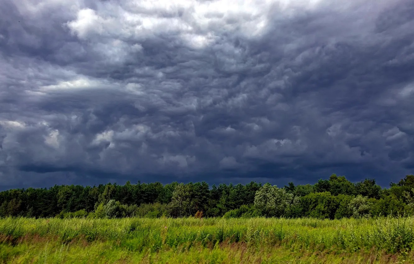 Photo wallpaper field, summer, the sky, clouds, nature, Russia