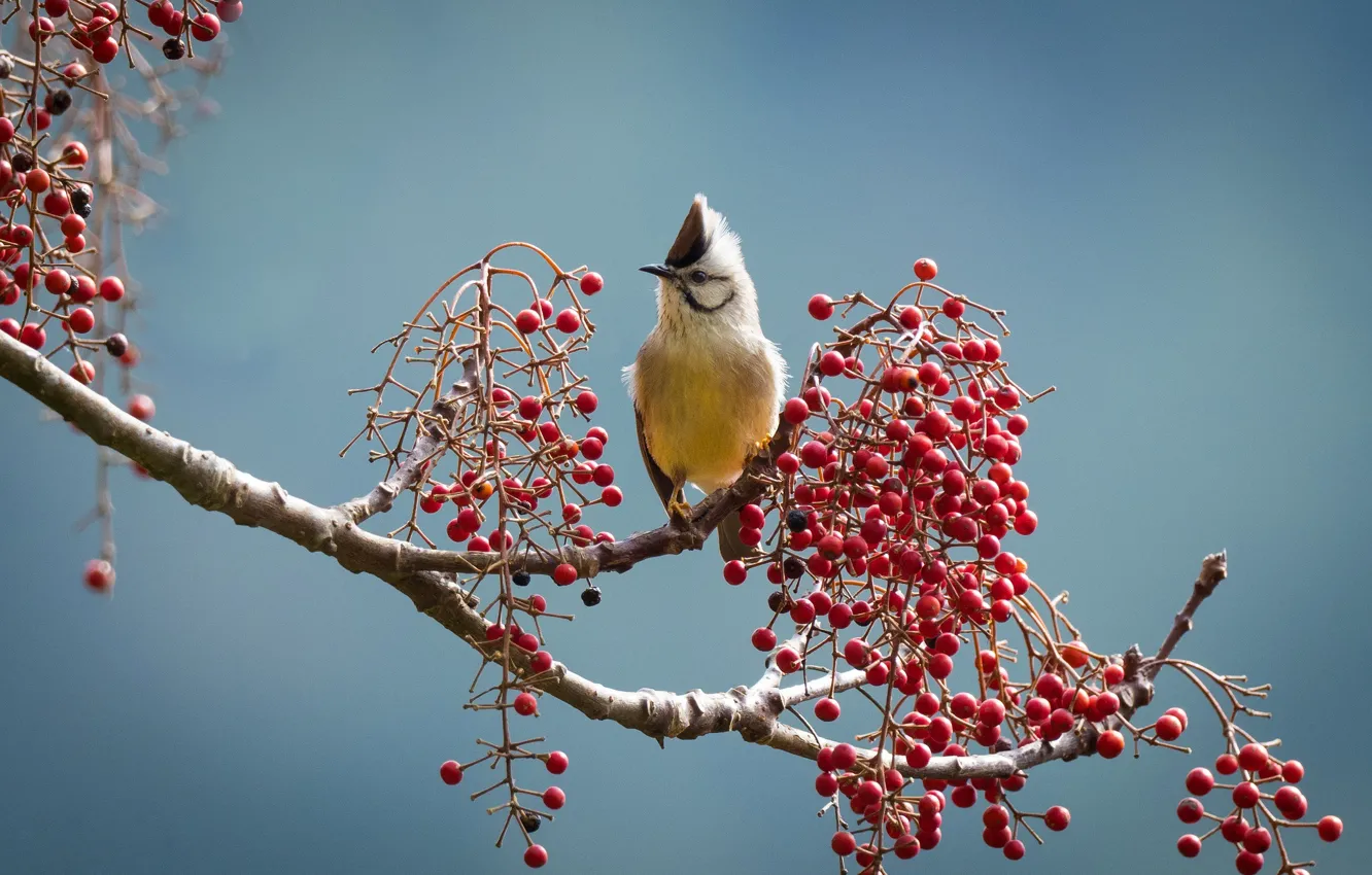 Photo wallpaper branches, berries, bird, belogolova whine
