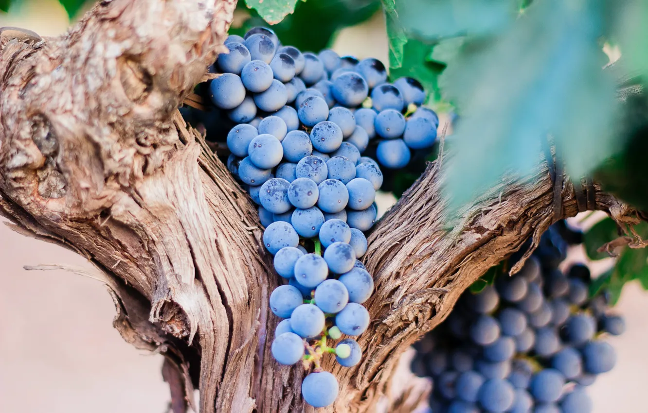 Photo wallpaper blue, grapes, bunch, trunk, vineyard, bokeh, vine