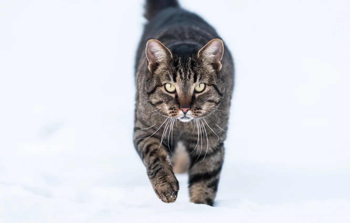 Photo wallpaper winter, cat, snow, Koshak, Tomcat