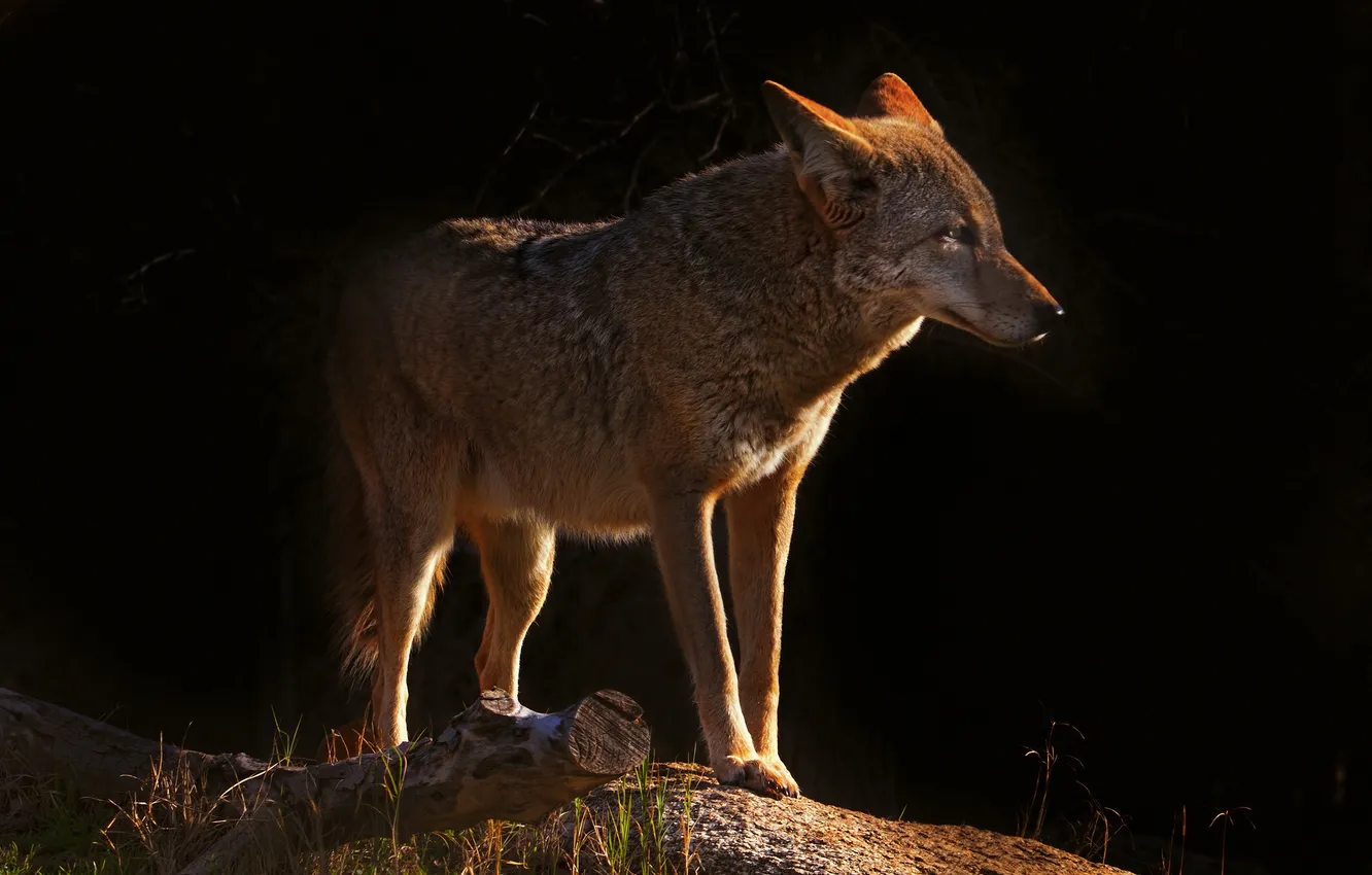 Photo wallpaper light, nature, coyote