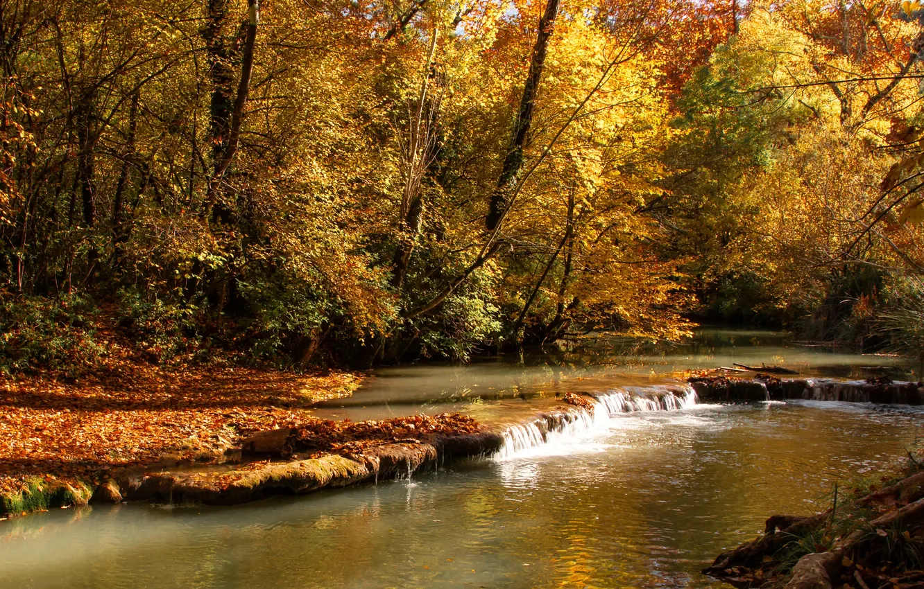 Photo wallpaper autumn, forest, leaves, trees, stream, yellow, Sunny