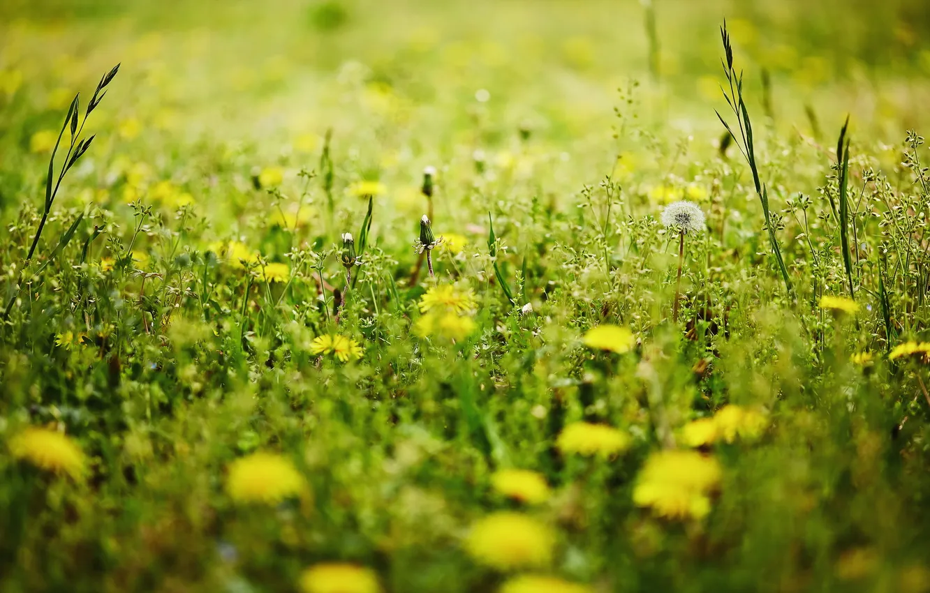 Photo wallpaper summer, grass, nature