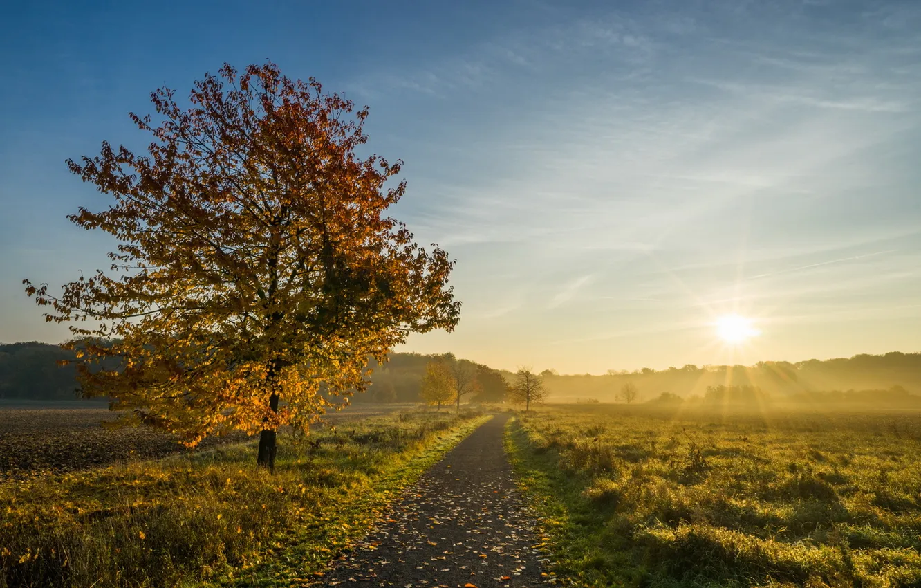 Photo wallpaper road, autumn, light, morning