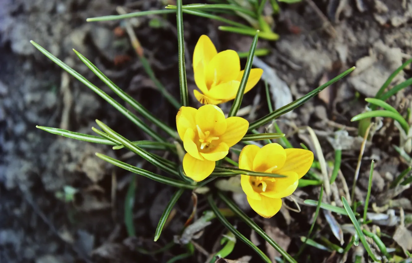 Photo wallpaper flower, yellow, plant, spring