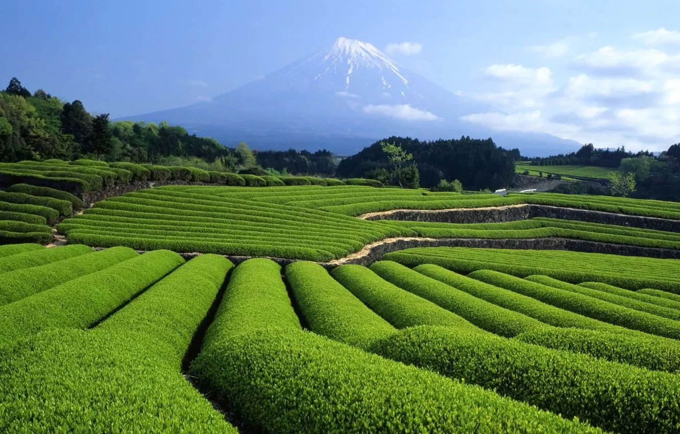 Photo wallpaper Japan, tea plantation, mount Fuji