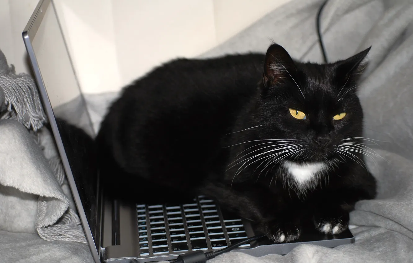 Photo wallpaper cat, cat, face, black, blanket, lies, laptop, grey background