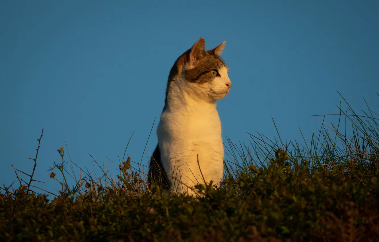 Photo wallpaper cat, the sky, grass, cat, background, stand, observation, cat