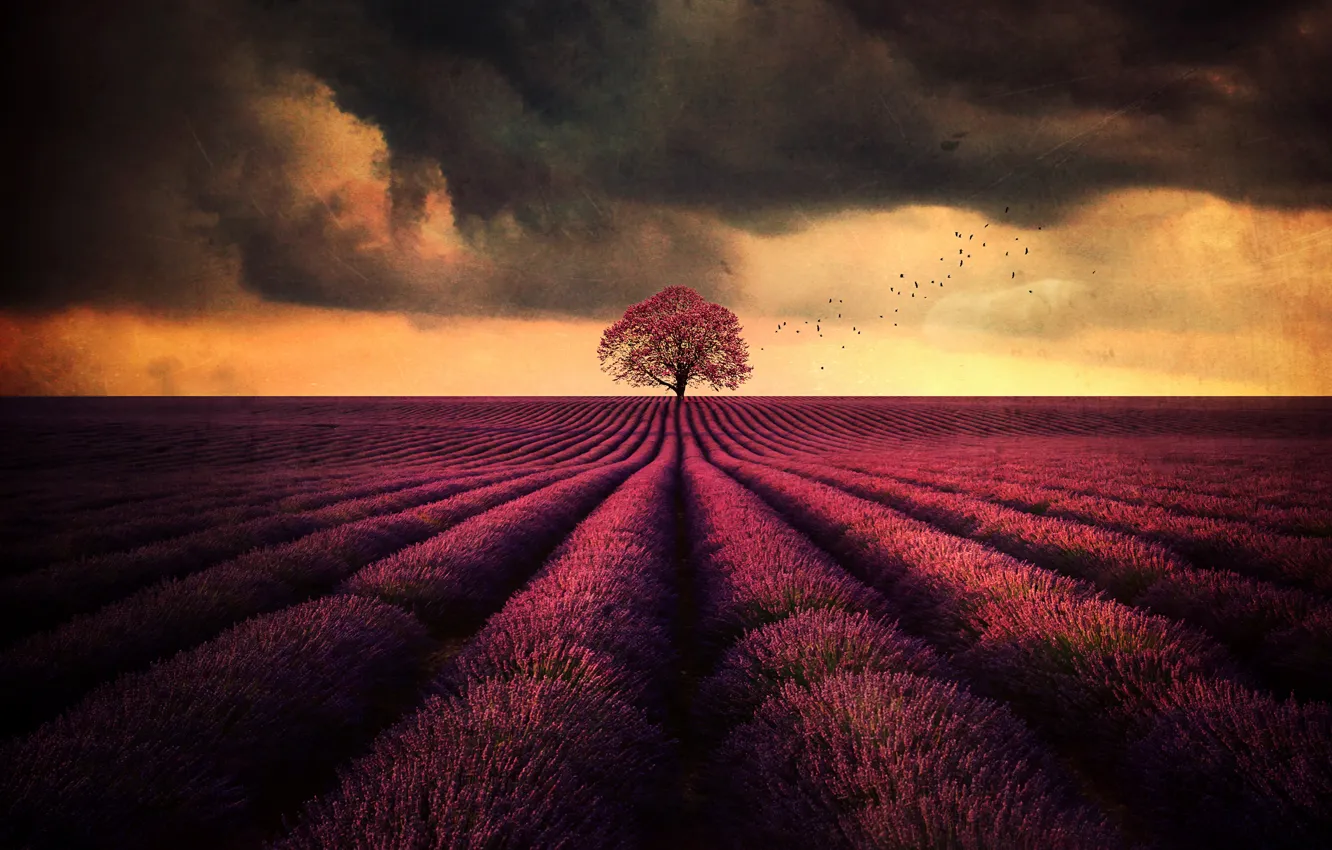Photo wallpaper field, landscape, tree, lavender