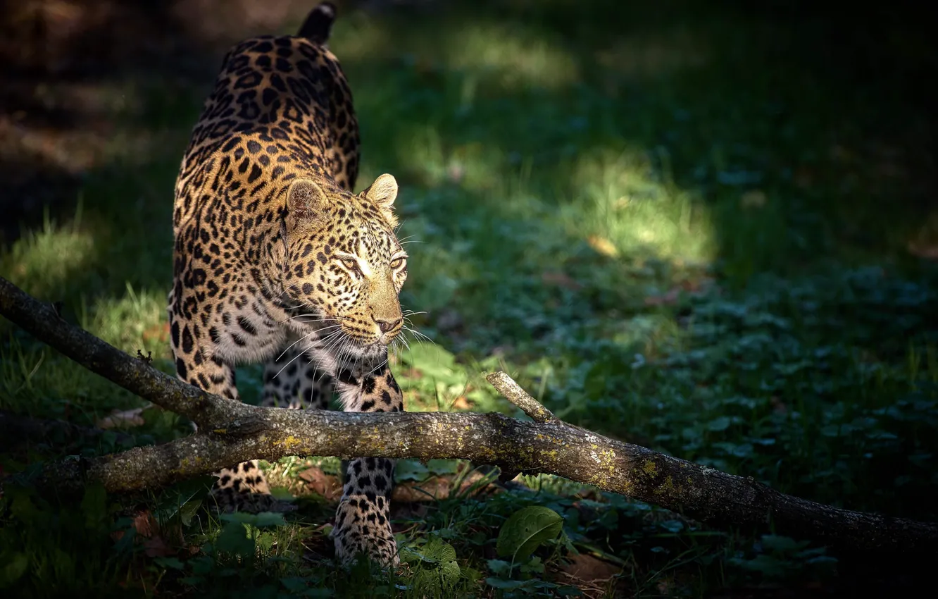Photo wallpaper predator, leopard, big cat