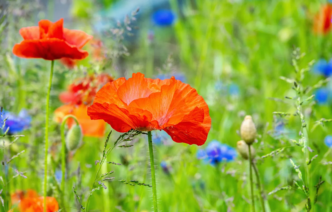 Photo wallpaper summer, Maki, meadow, cornflowers