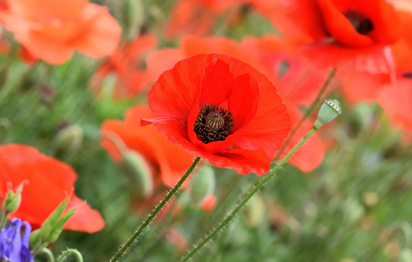 Photo wallpaper summer, flowers, red, Maki, blur, bokeh