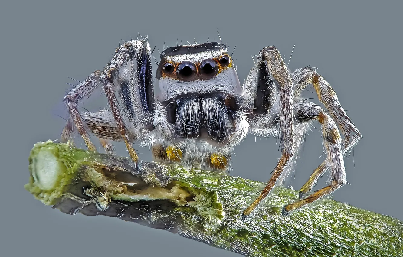 Photo wallpaper macro, background, spider