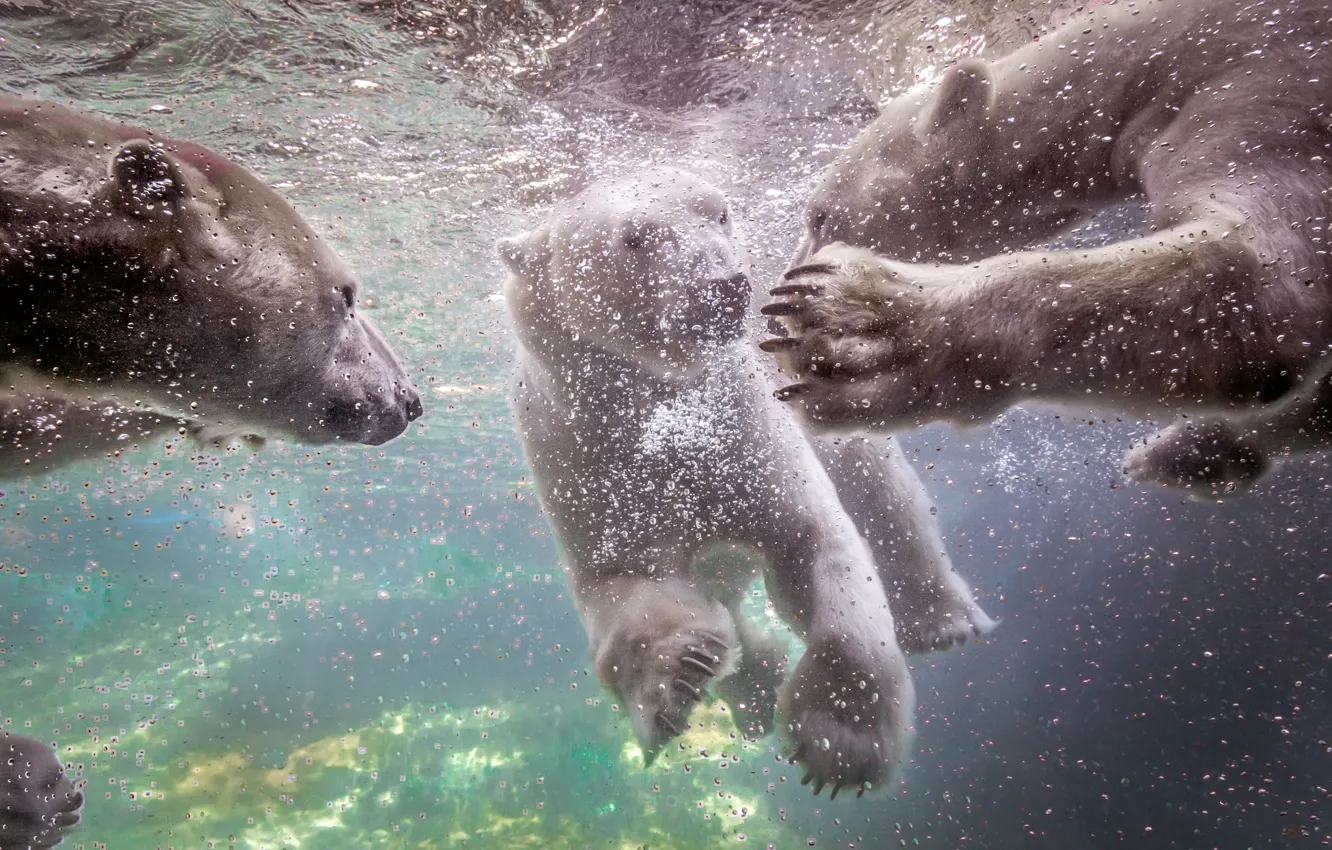 Photo wallpaper water, bears, white, swimming