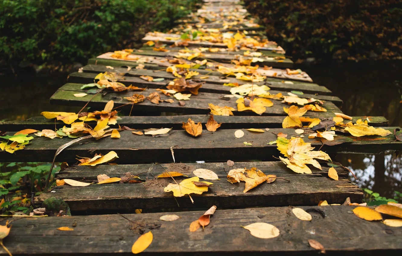 Photo wallpaper autumn, leaves, yellow, bridge, broken, shore, Board, curves
