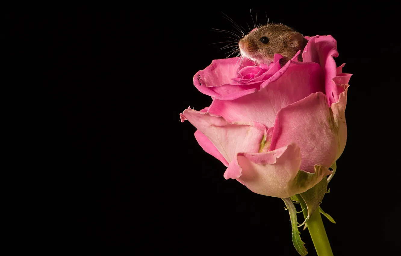 Photo wallpaper flower, macro, rose, Bud, mouse, black background, rodent, The mouse is tiny