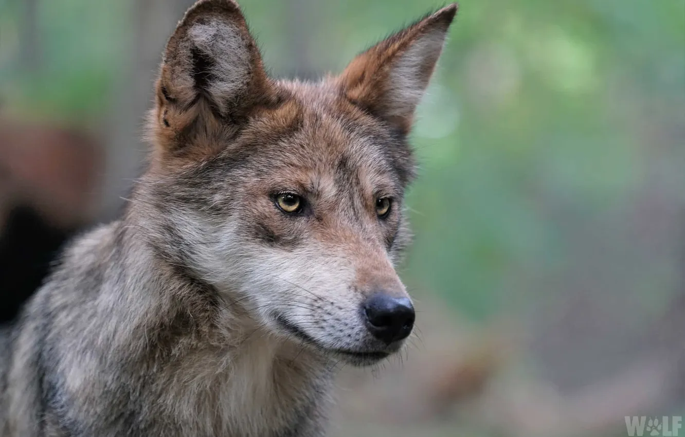 Photo wallpaper fantasy, nature, art, snow, predator, face, animal, wolf