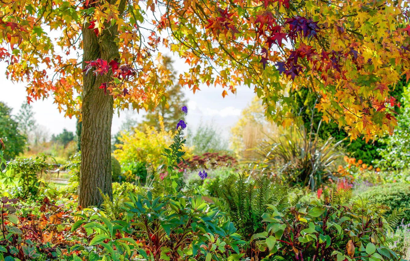Photo wallpaper autumn, flowers, Park, tree, England, England, Essex, Essex