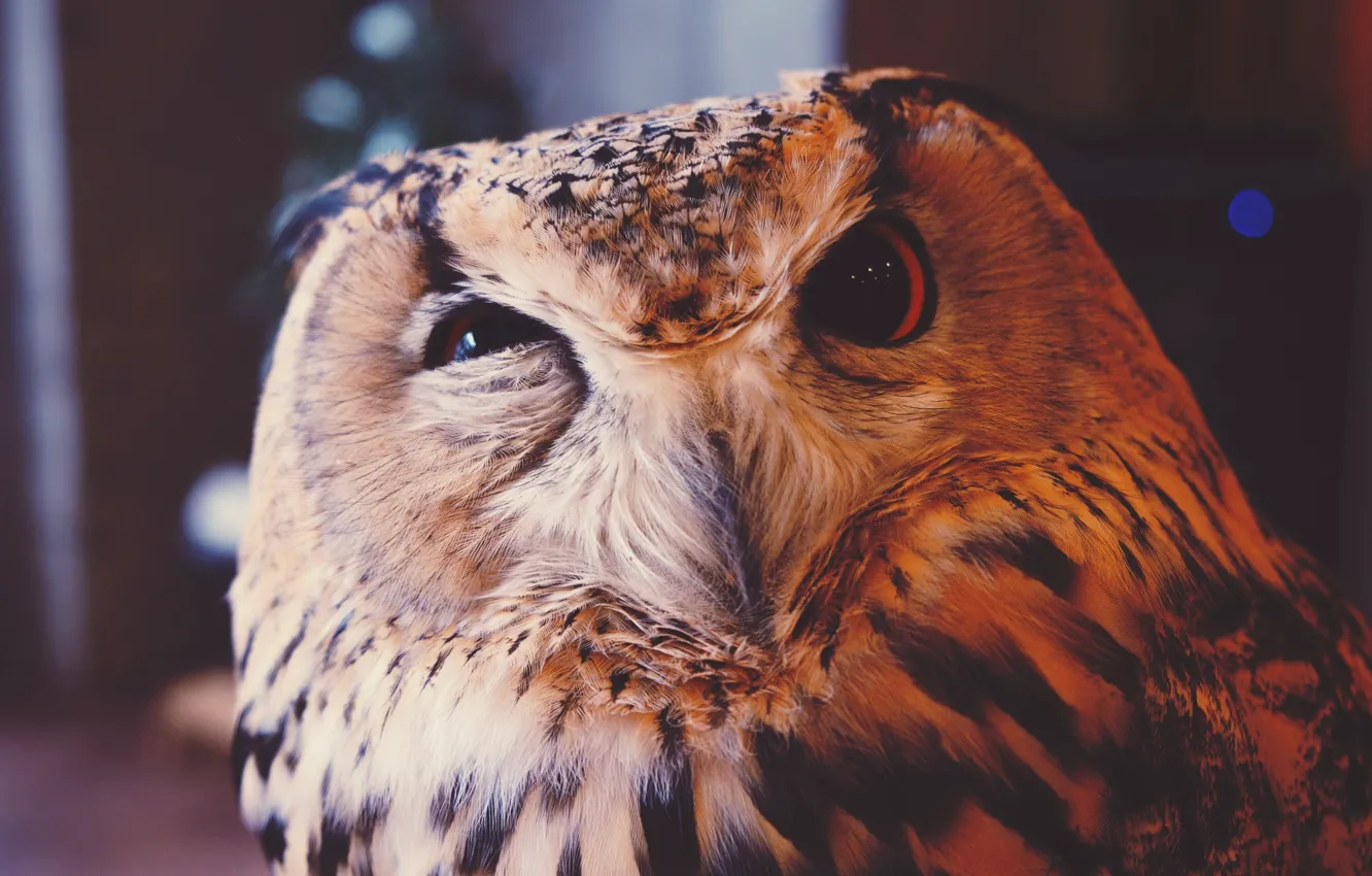 Photo wallpaper animal, owl, bird, birds