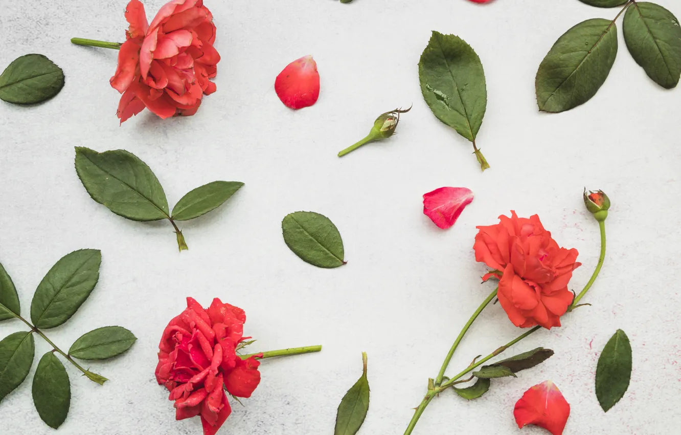 Photo wallpaper leaves, flowers, red, roses, petals, red, leaves, petals