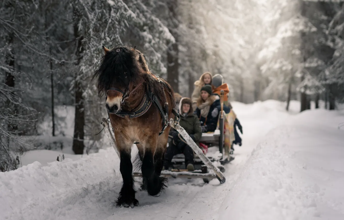 Photo wallpaper winter, forest, horse, sleigh