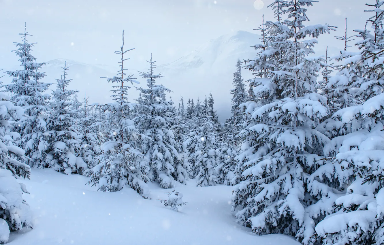 Photo wallpaper winter, snow, trees, landscape, tree, landscape, winter, snow