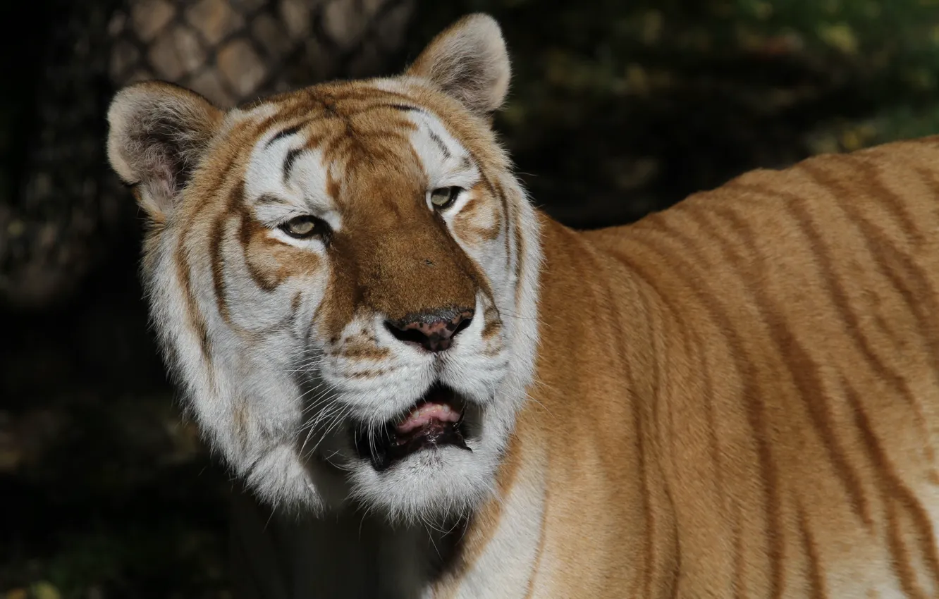 Photo wallpaper cat, look, face, Golden tiger