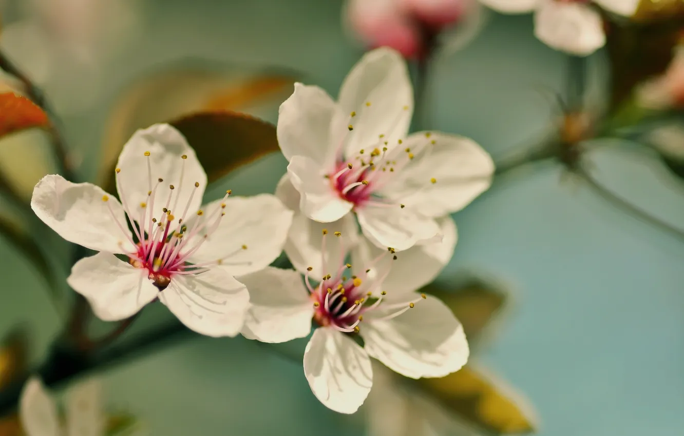 Photo wallpaper flowers, cherry, branch, petals, flowering, flower, cherry blossom
