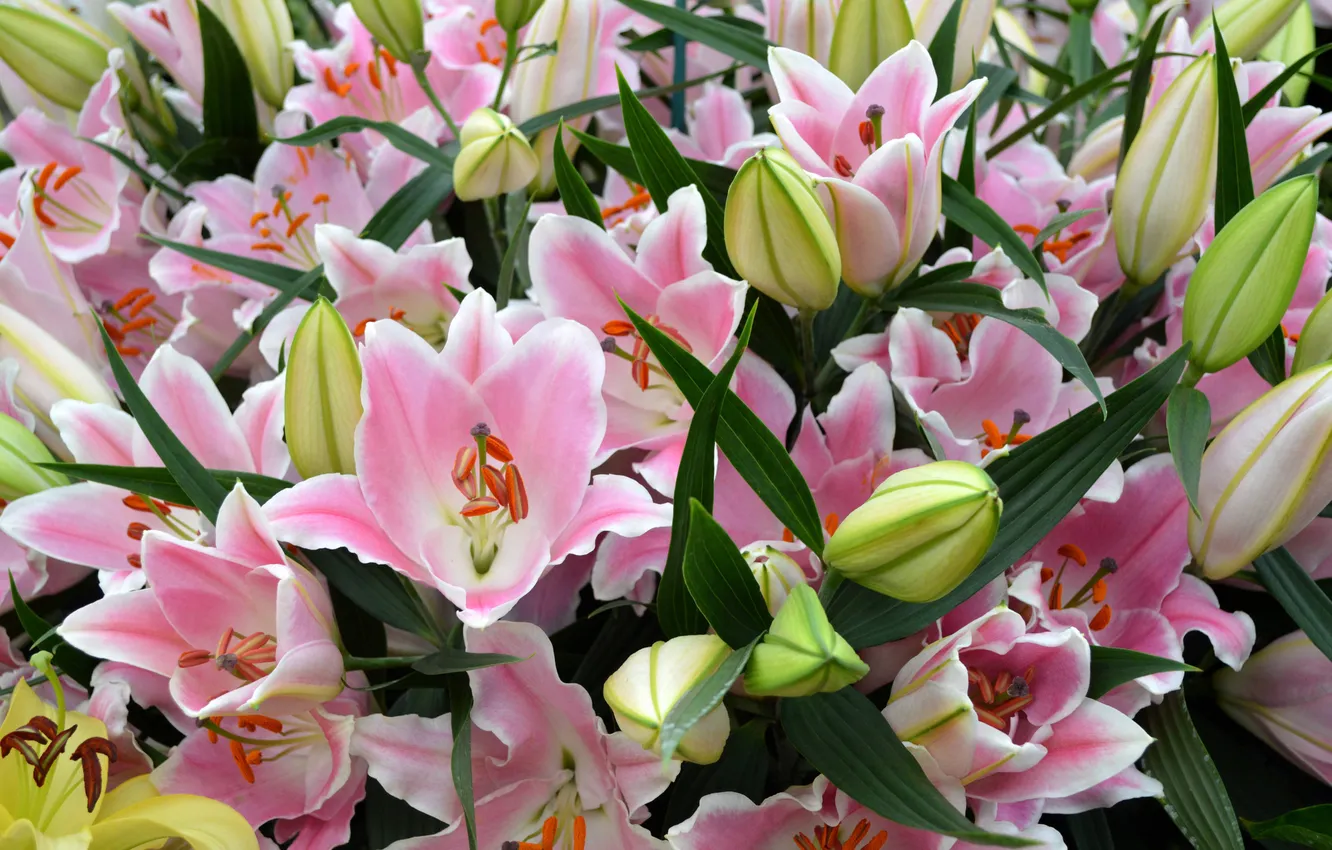 Photo wallpaper Lily, pink, buds, flowering, pink, Lily, buds