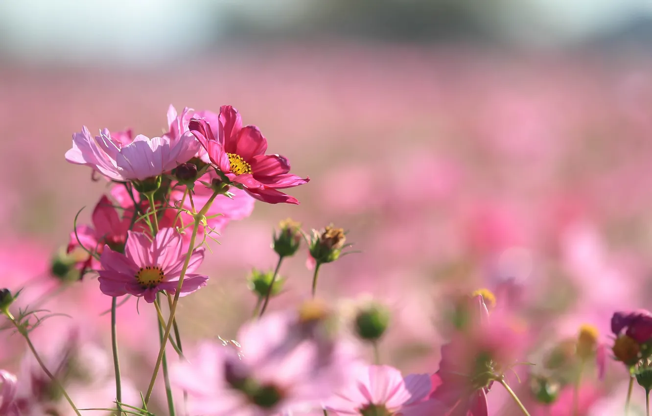 Photo wallpaper field, nature, petals, stem, meadow