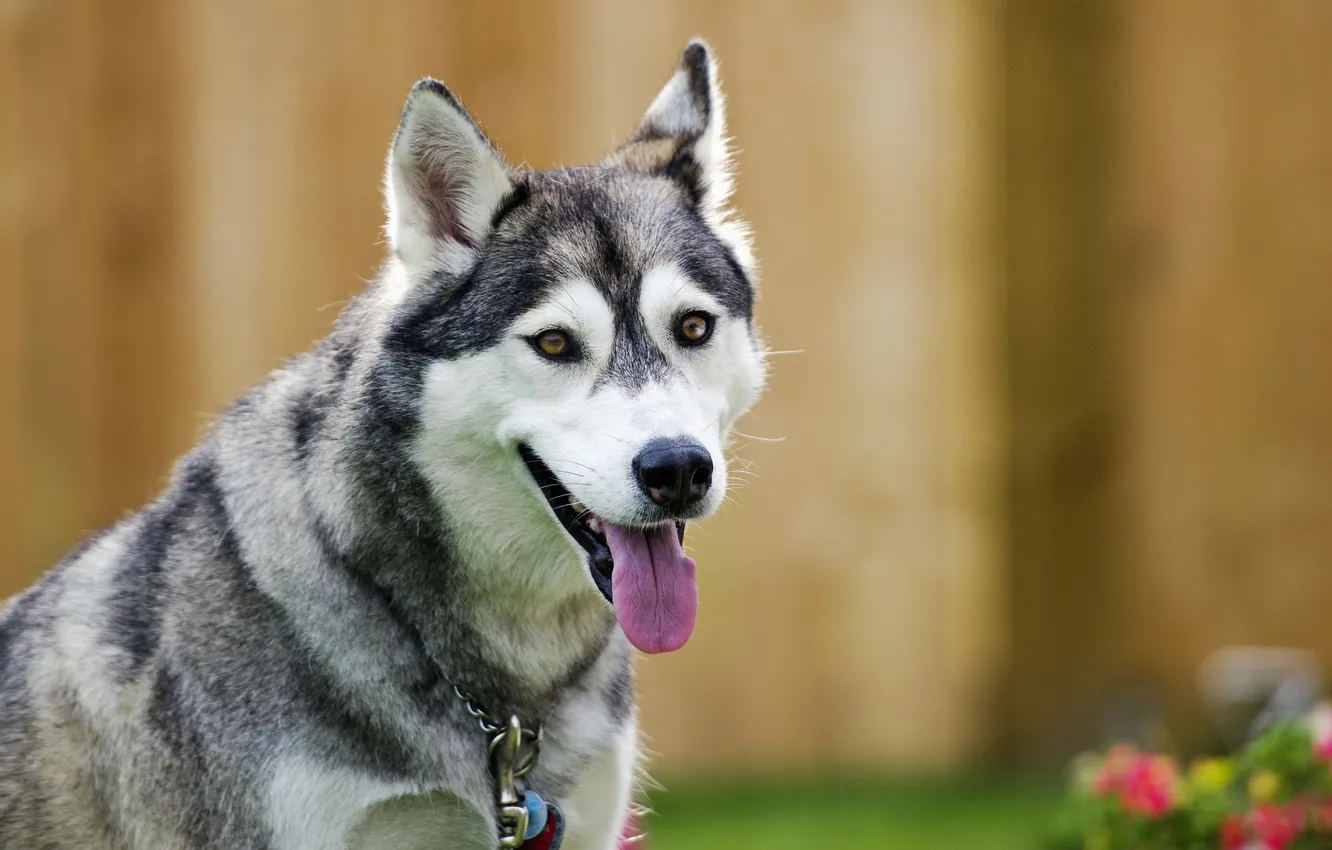 Photo wallpaper look, each, dog