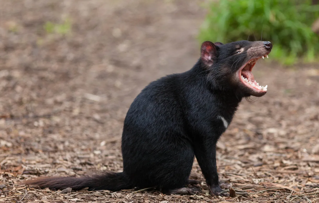Photo wallpaper mouth, animal, Tasmanian Devil, Tasmanian devil