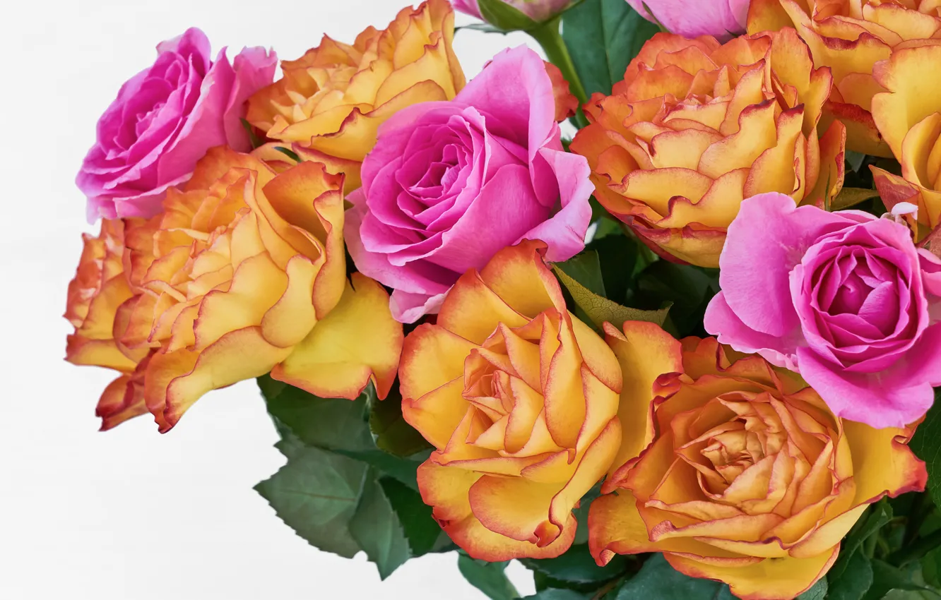 Photo wallpaper white, background, roses, bouquet, color