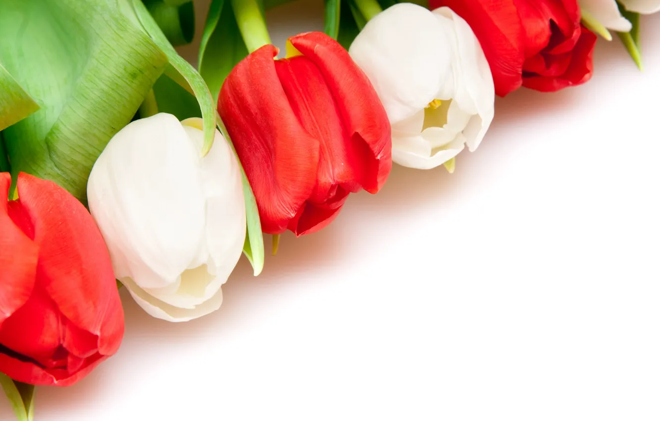 Photo wallpaper BACKGROUND, WHITE, RED, TULIPS
