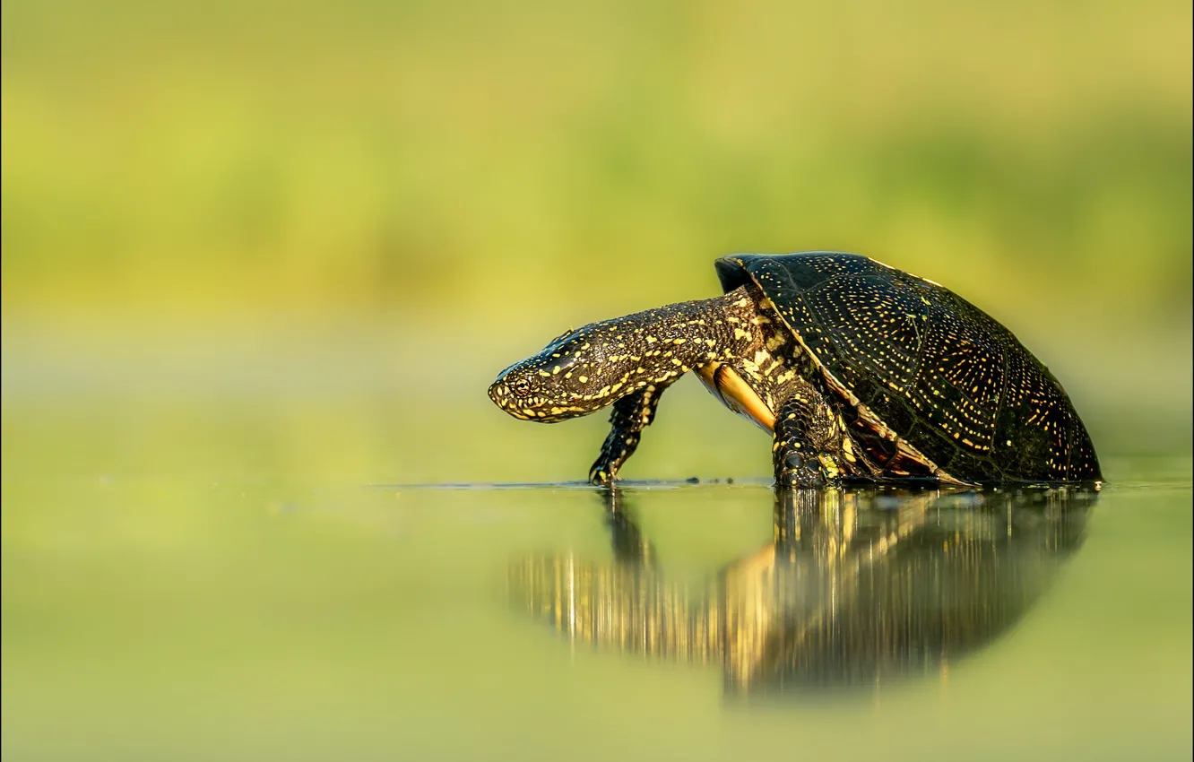 Photo wallpaper water, pose, reflection, turtle, pond, green background, bug, water