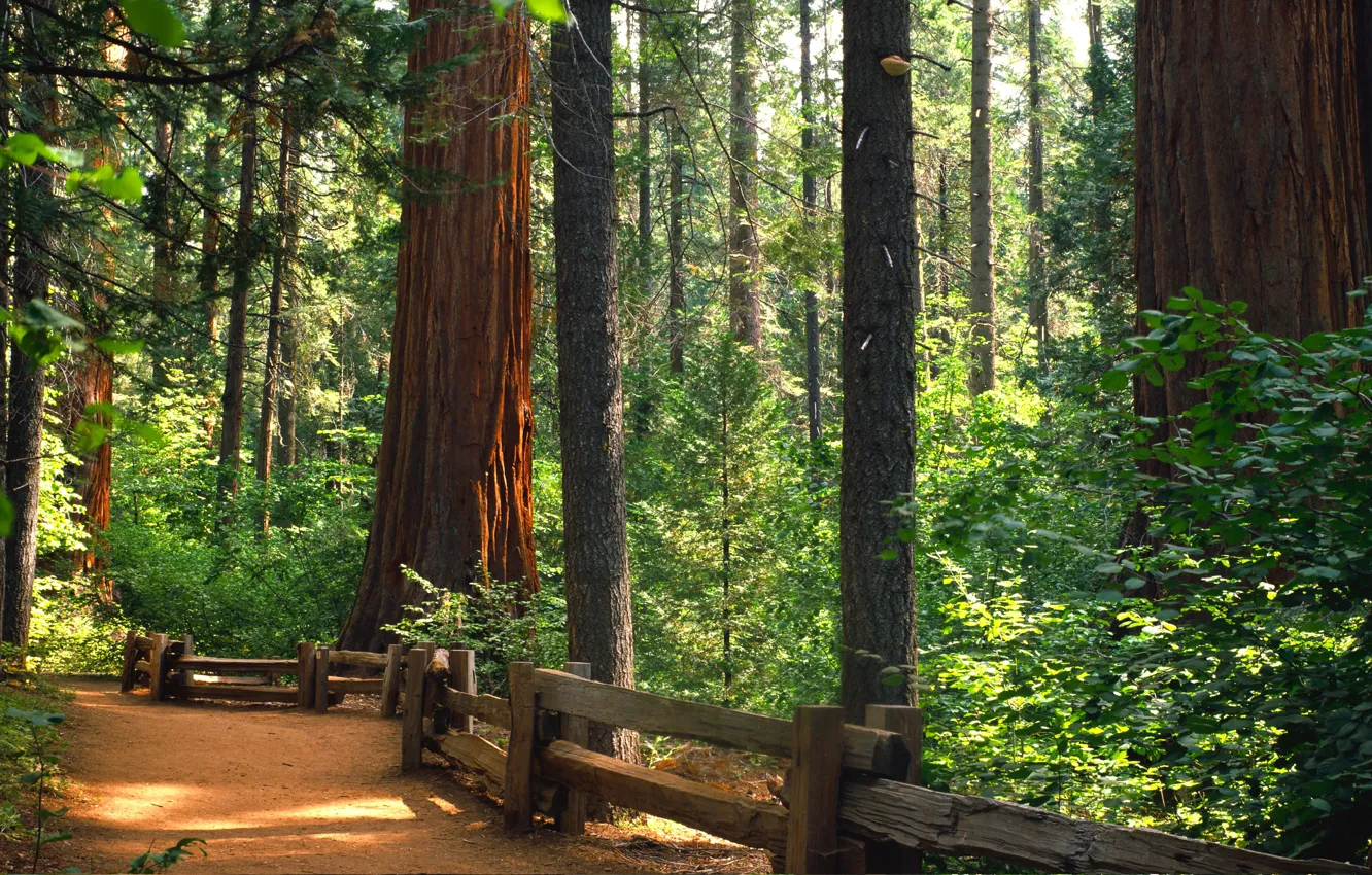 Photo wallpaper forest, trees, landscape, nature, path