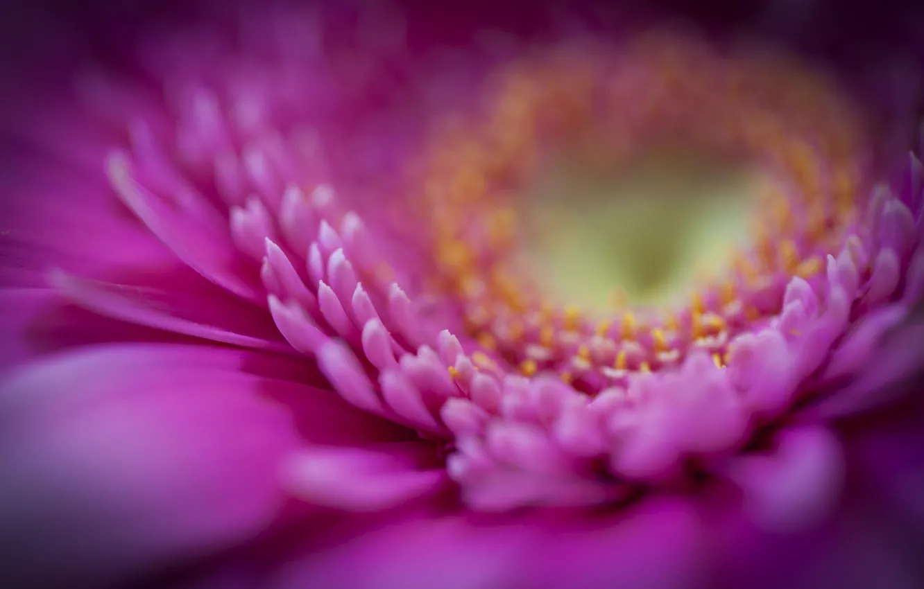 Photo wallpaper flower, macro, pink, petals, gerbera