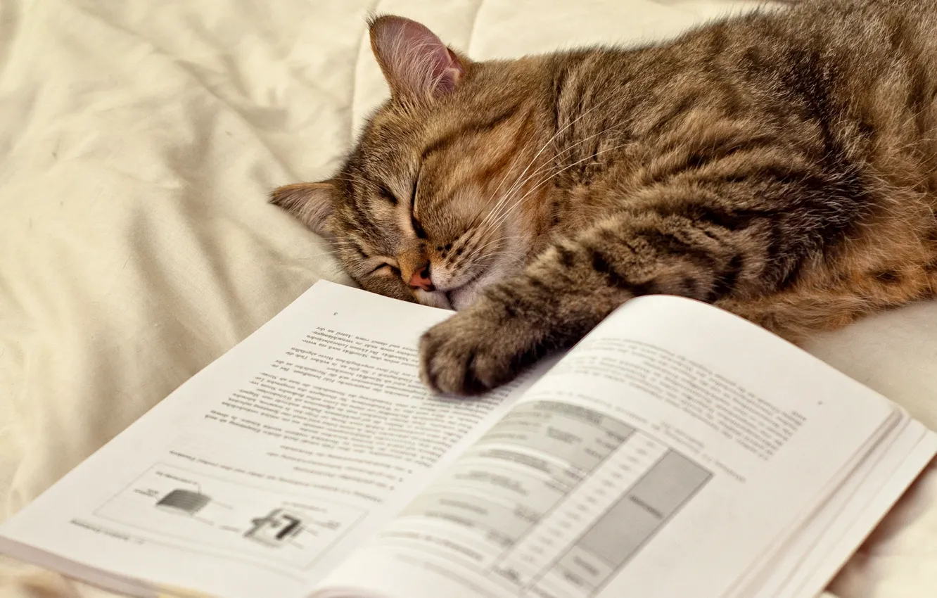 Photo wallpaper cat, cat, paws, sleeping, lies, book, page