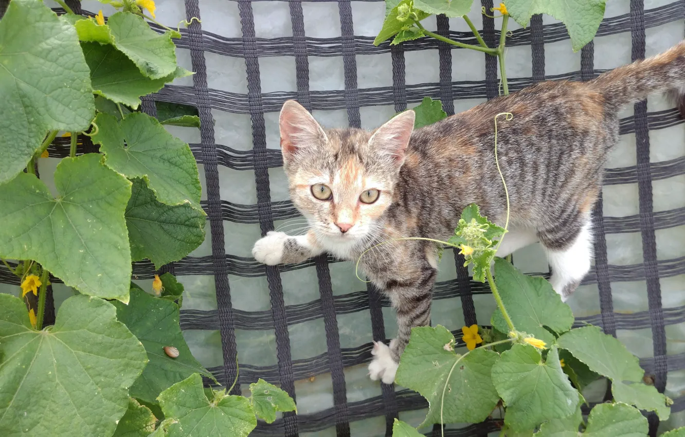 Photo wallpaper cat, mesh, cucumbers, Meduzanol ©