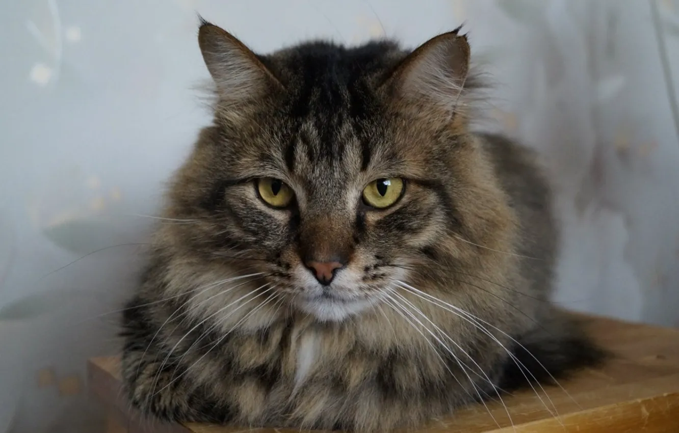 Photo wallpaper cat, wool, lies